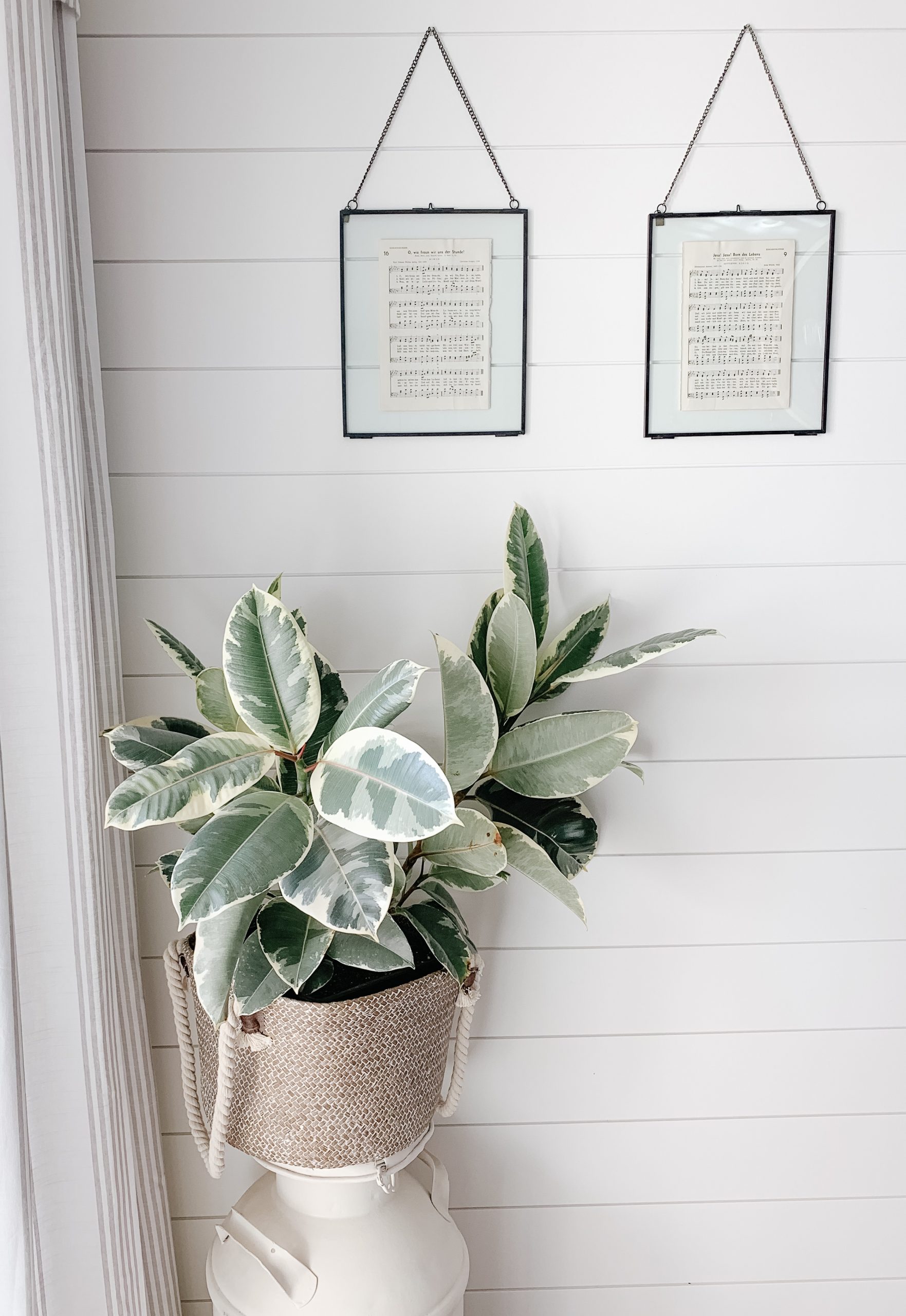 rubber plant as home decor 