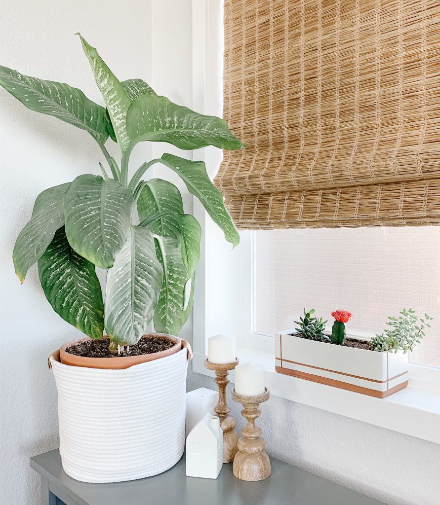 Plants on side table next to a window.