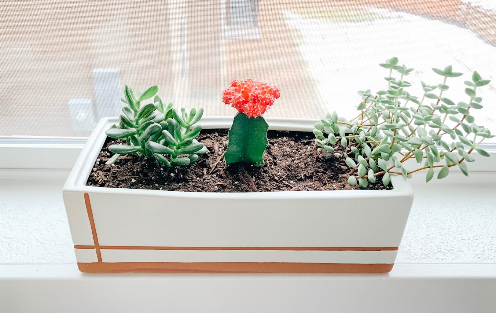 Variety of succulents in a rectangle pot.