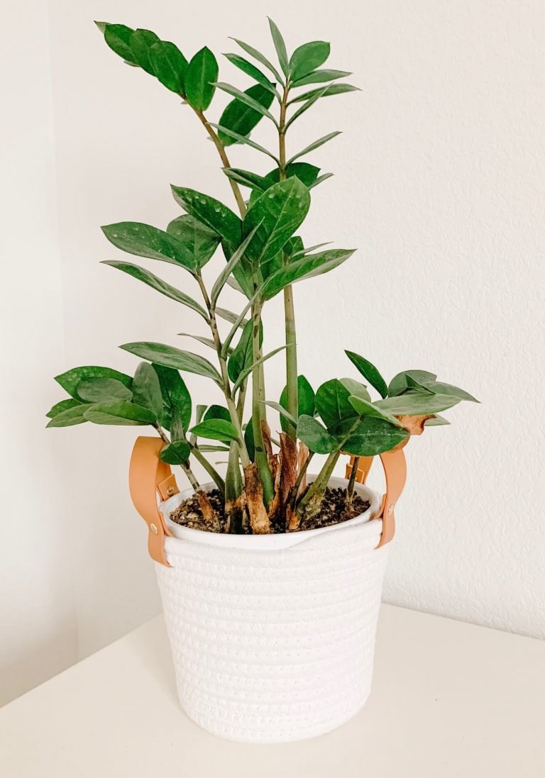 5 Best Plants For Beginners Sprucing Up Mamahood