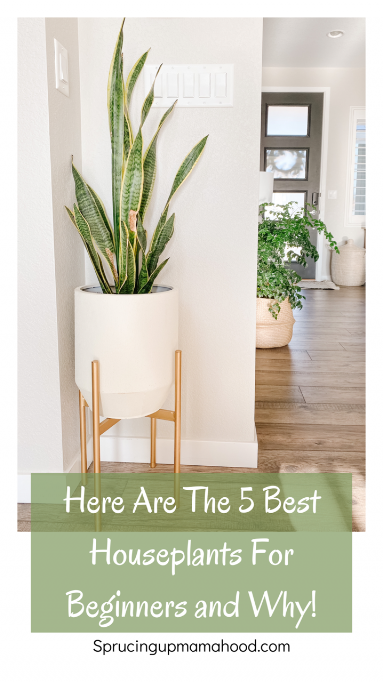 5 Best Plants For Beginners Sprucing Up Mamahood