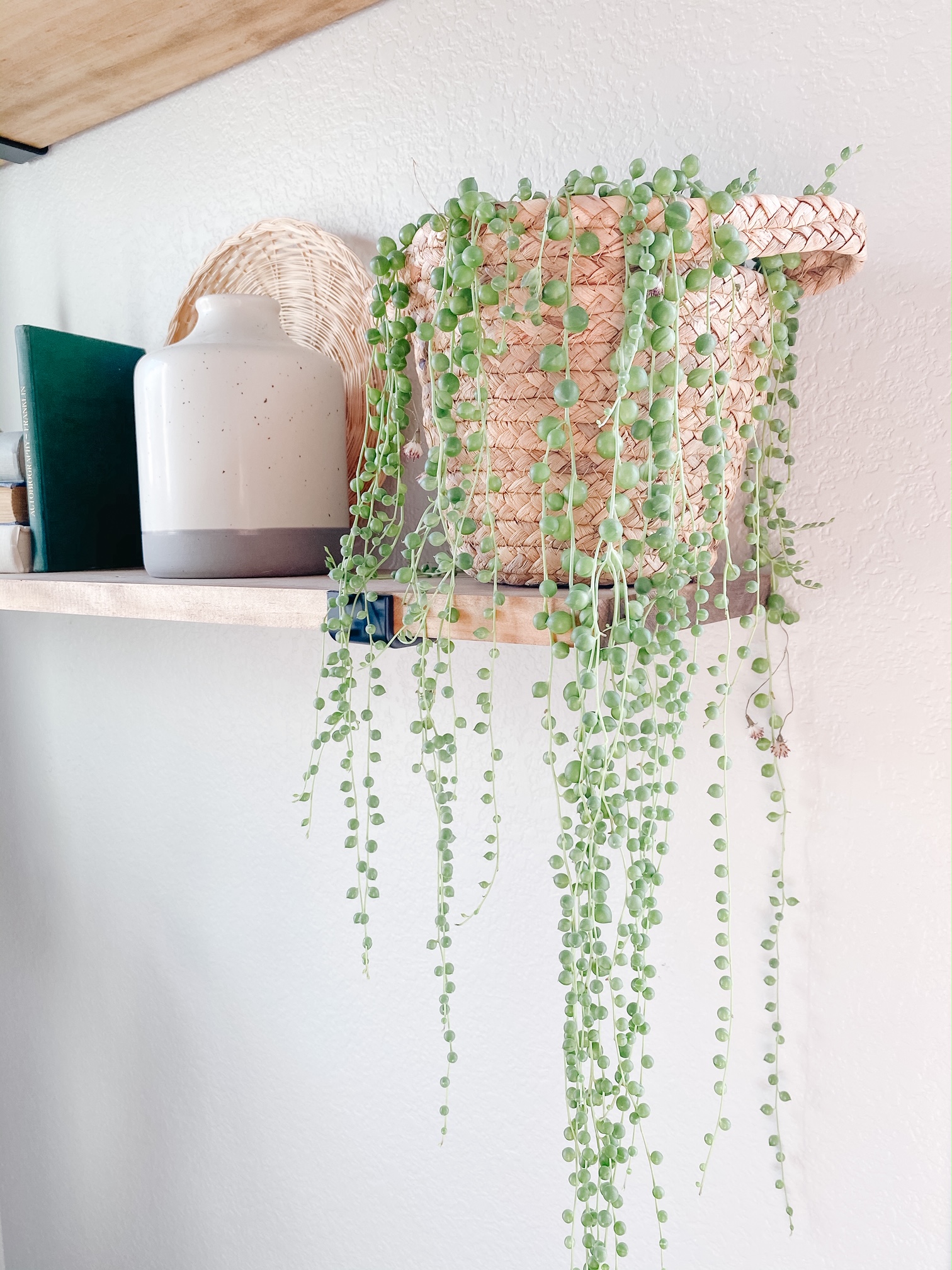 string of pearls plant 