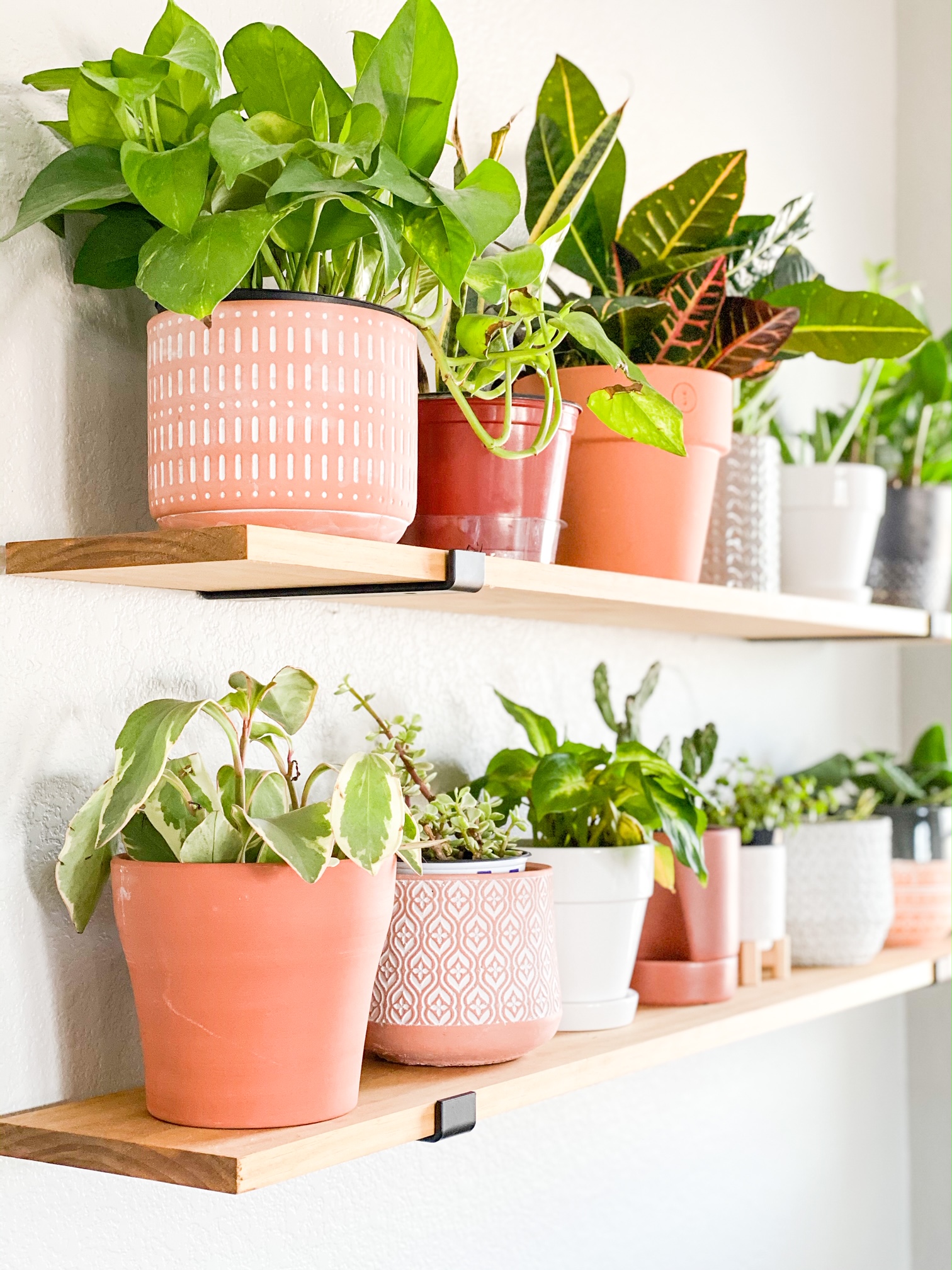 Plants on floating shelves