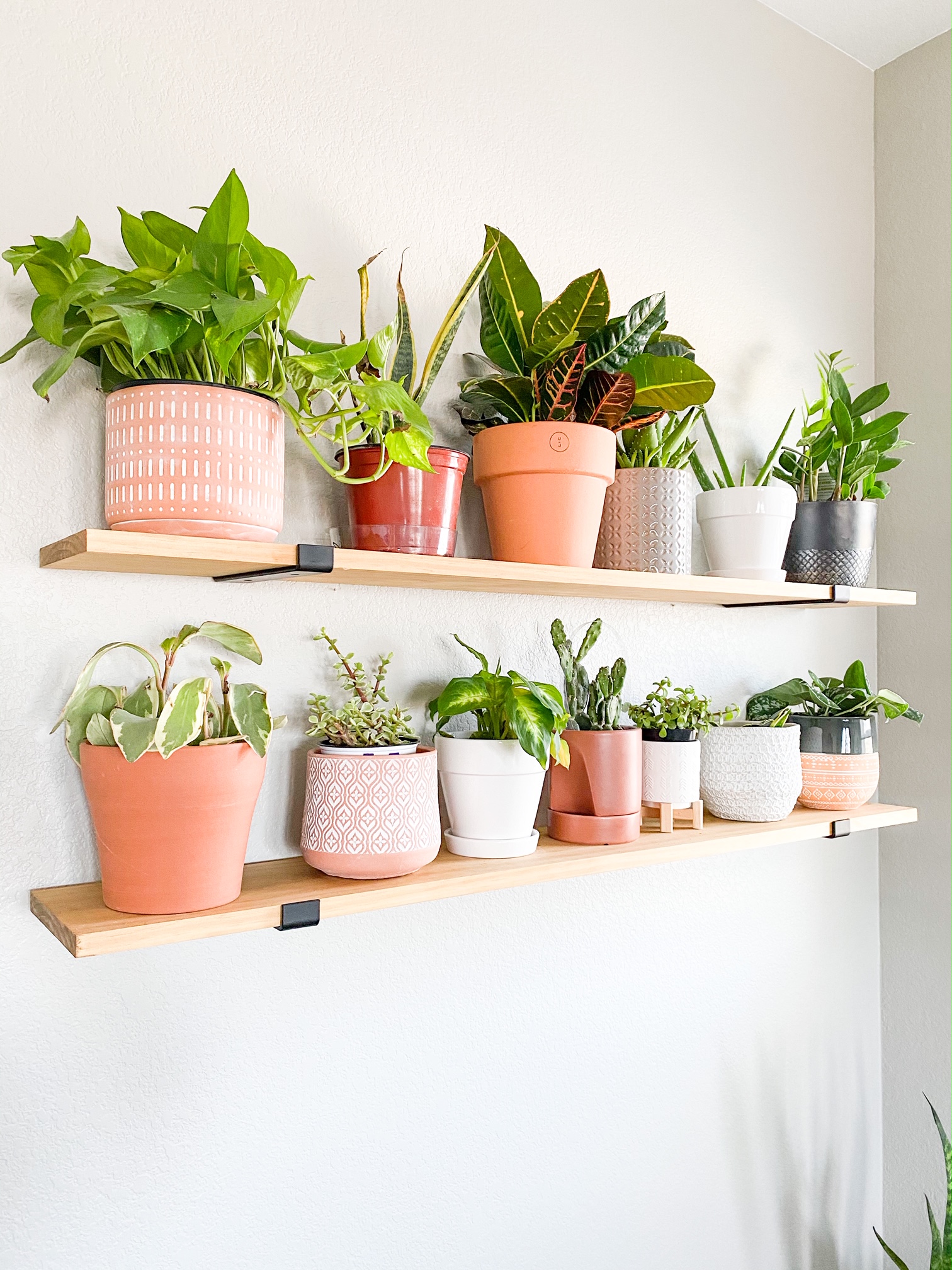 plants in different pots on floating shelves 